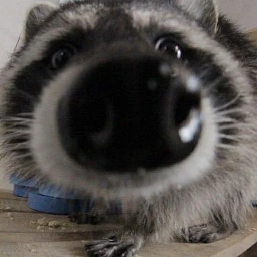 Стикер Еноты