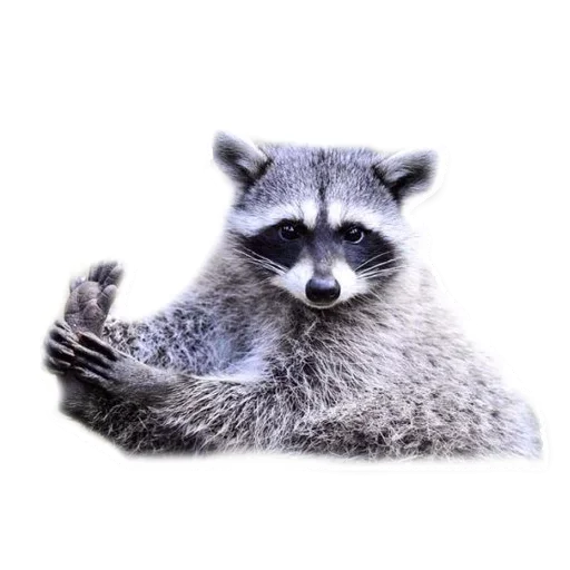 Стикер Raccoon