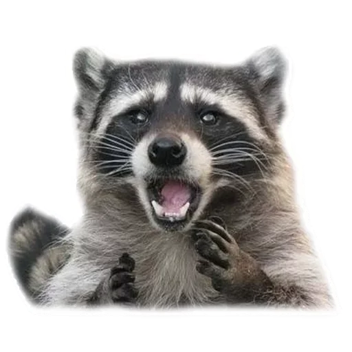 Стикер Raccoon