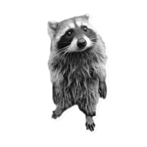Стикер Raccoon
