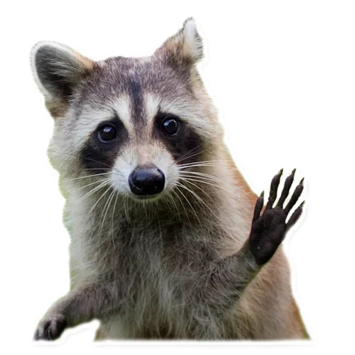 Стикер Raccoon