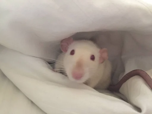 Стикер Epic rat