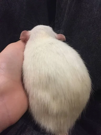 Стикер Epic rat