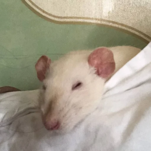 Стикер Epic rat