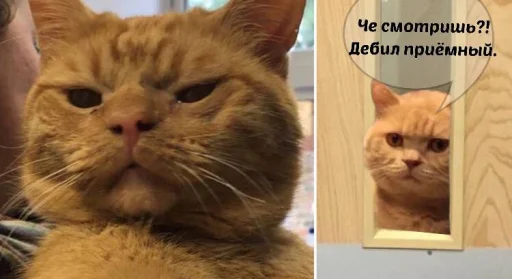 Стикер зикара