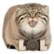 Стикер Everyday Manul