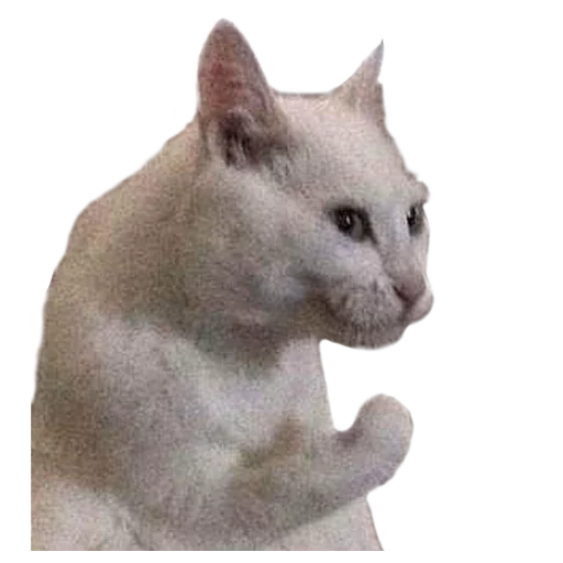 Стикер Facchia