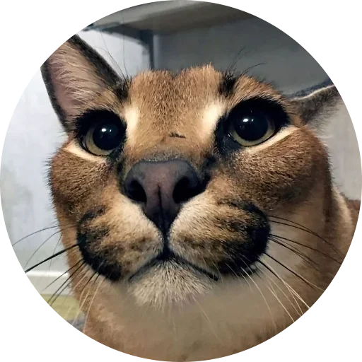 Стикер Fake Circle