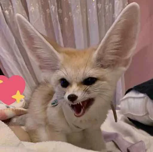 Стикер FensFennecPack