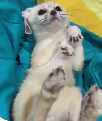 Стикер FensFennecPack