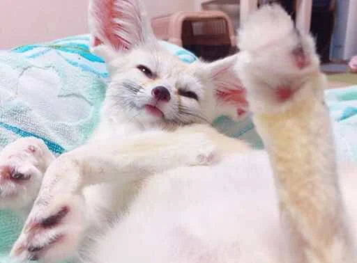 Стикер FensFennecPack