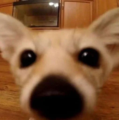 Стикер FensFennekPack2