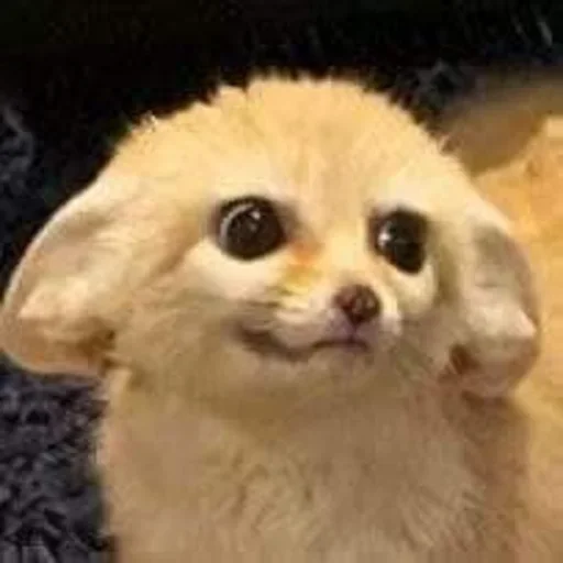 Стикер FensFennekPack2