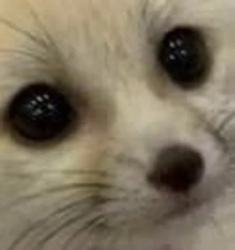 Стикер FensFennekPack2