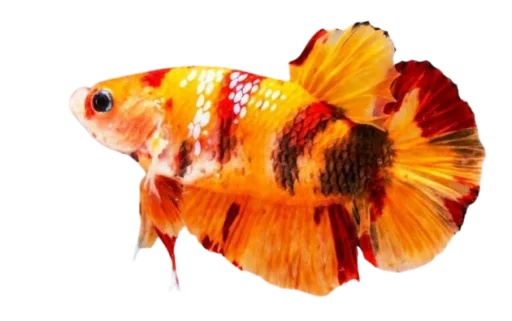 Стикер Fish
