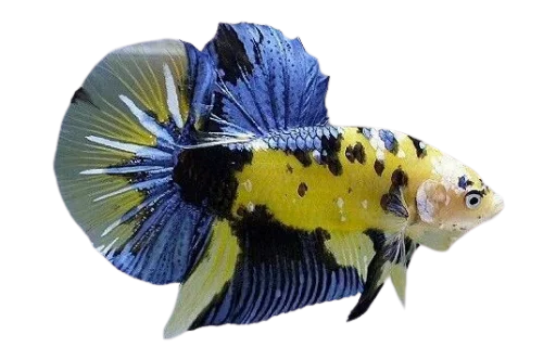 Стикер Fish