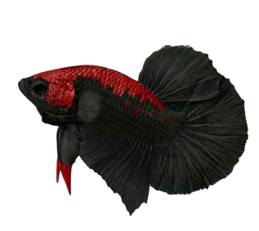 Стикер Fish