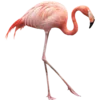 Эмодзи Фламинго