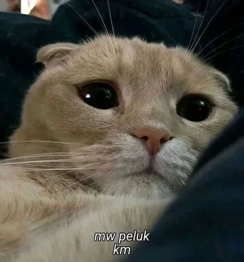 Стикер котики