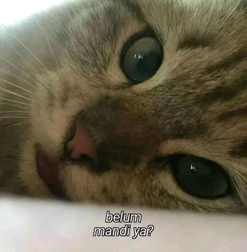 Стикер котики