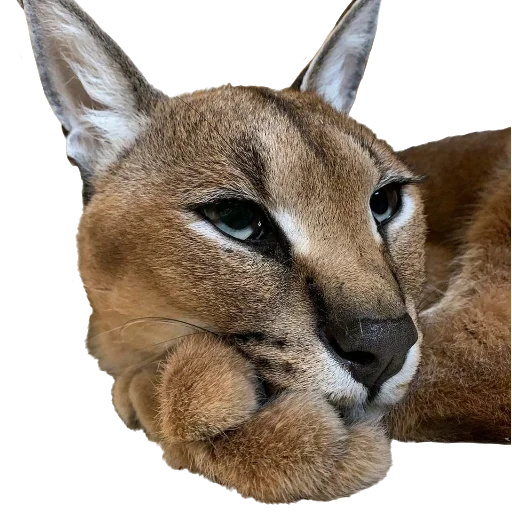 Стикер Floppa Caracal