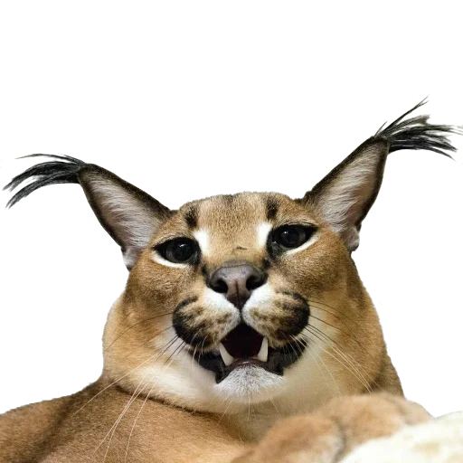 Стикер Floppa Caracal