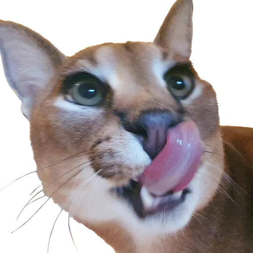 Стикер Floppa Caracal