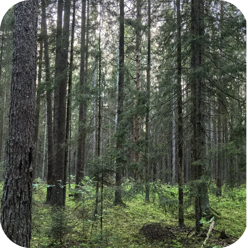 Стикер Природа