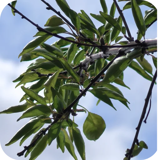 Стикер Природа