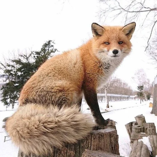 Стикер Лисички