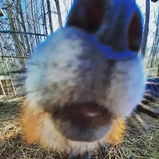 Стикер Лисички