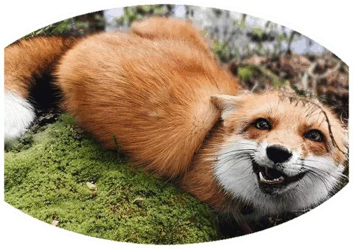 Стикер Fox