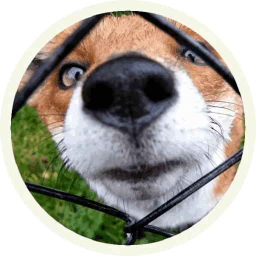 Стикер Foxx for Telegram