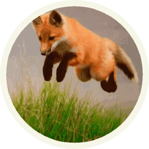 Стикер Foxx for Telegram