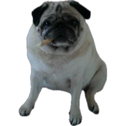 Стикер Фрося