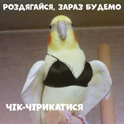 Стикер Parrots