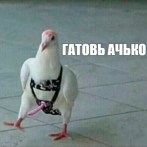 Стикер Parrots