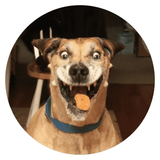 Стикер Funny Stupid Dogs