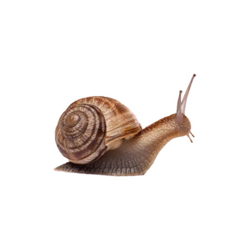 Стикер goblincore