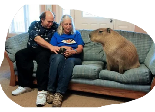 Стикер Kapibara