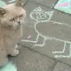 Стикер мяу мяу