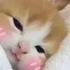 Стикер мяу мяу