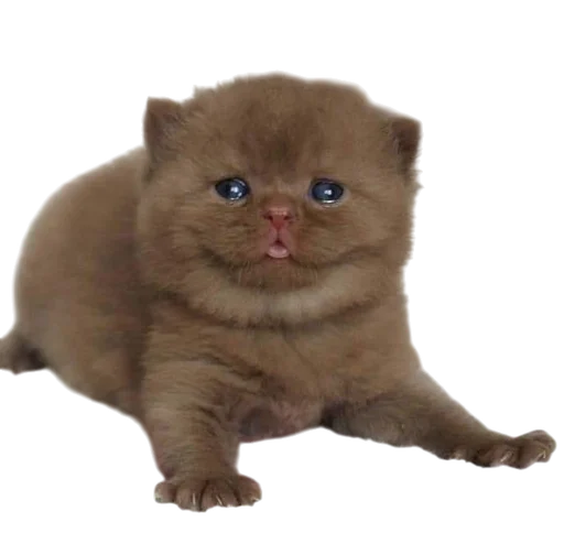 Стикер Cats