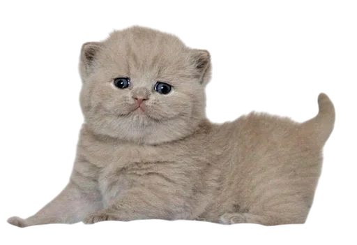 Стикер Cats