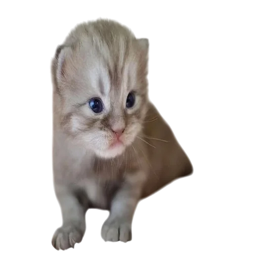 Стикер Cats