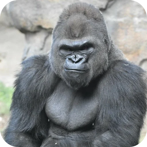 Стикер Gorilla