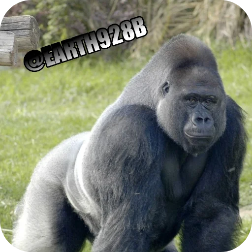 Стикер Gorilla