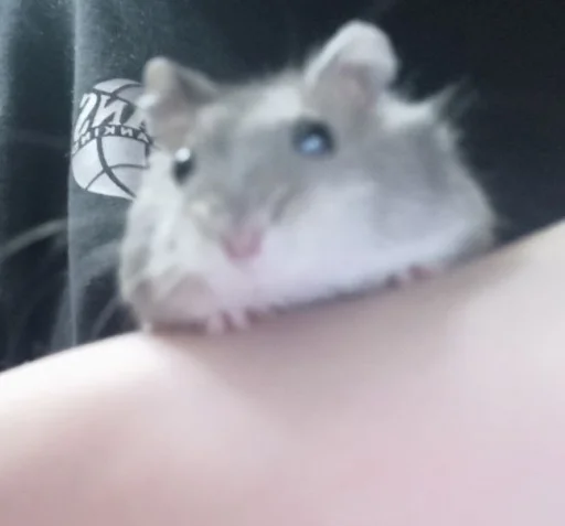 Стикер Гошик