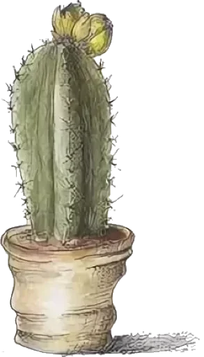 Стикер Green Cactus