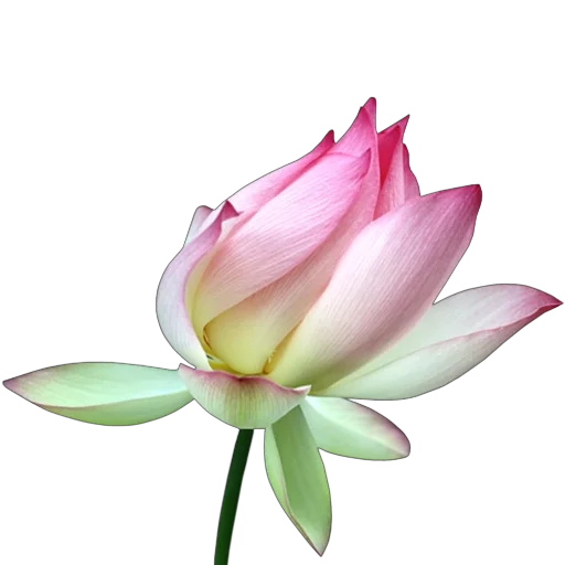 Стикер Green Pink